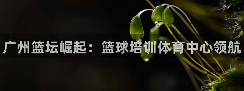 尊龙目前在哪：广州篮坛崛起：篮球培训体育中心领航