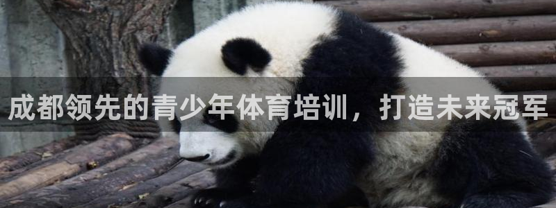 尊龙凯时白家乐：成都领先的青少年体育培训，打造未来冠